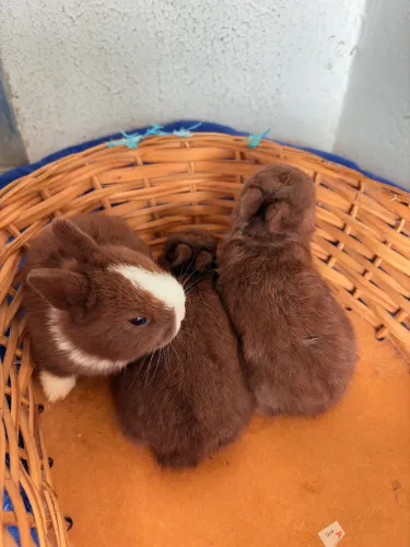 Mini Coelhos Netherland