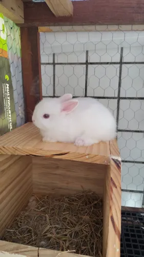 Coelhinha Raça Netherland