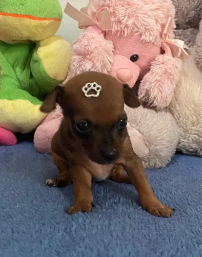 Pinscher fêmea e macho disponíveis 