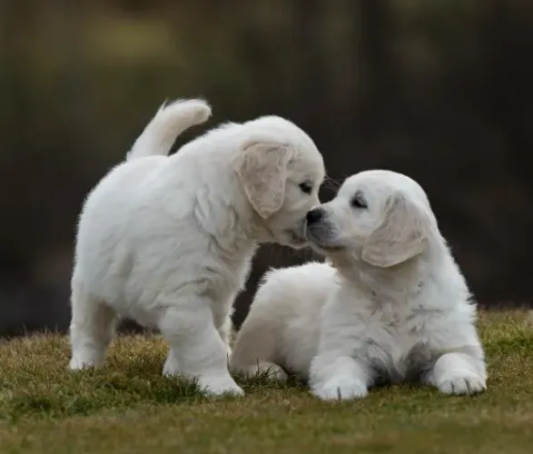 Filhotes de Golden Retriever | Carinho que aproxima coraçõ