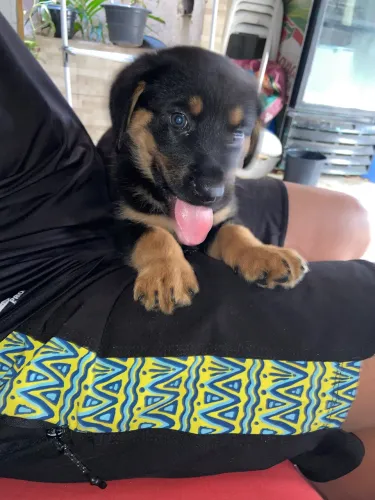 Rottweiler Macho
