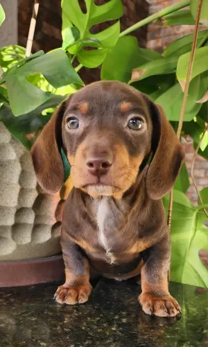 Dachshund - Macho e Fêmea Disponíveis. O Salsicha!!!