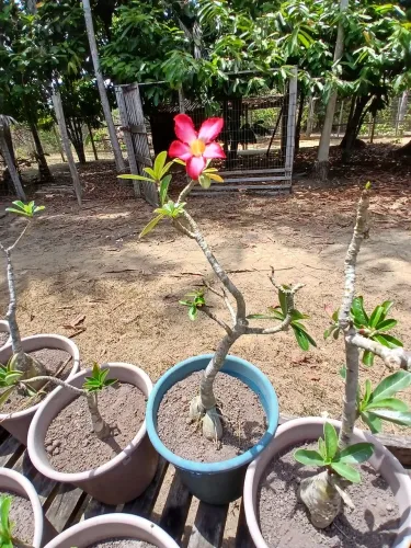 Rosa do Deserto