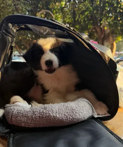 Um cão cheio de disposição, carinho e personalidade para alegrar seus dias.
