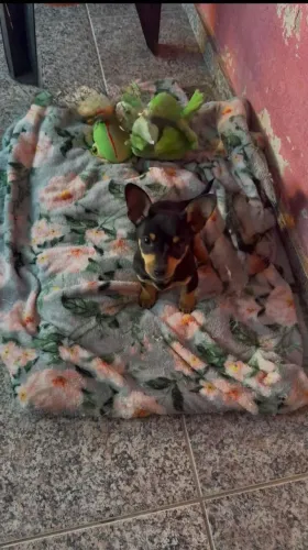 Filhote de pinscher