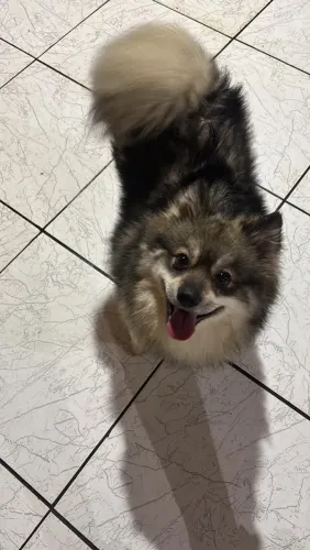 Filhote Spitz Alemão