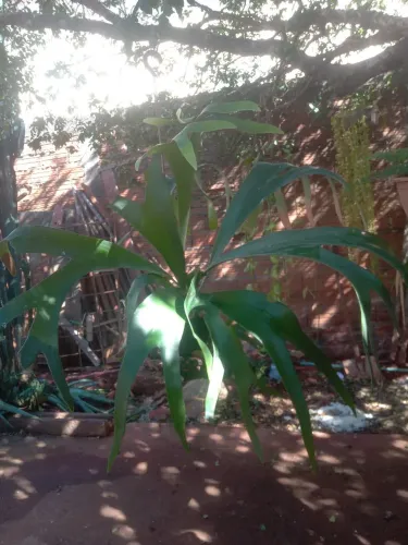 Vende se plantas Aparti de 10 reais