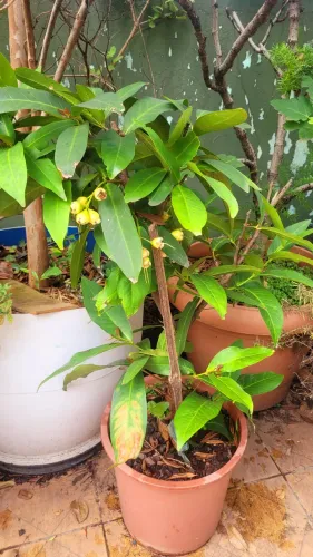 Frutas raras