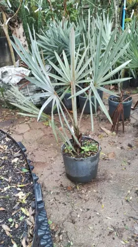 Palmeira Azul