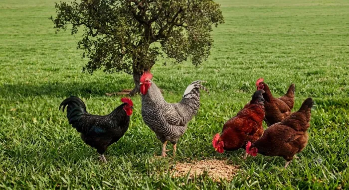 Galos e frangos caipiras ovos