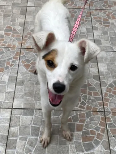 Doa se linda cachorrinha, castrada, vacinada e vermifugada -Mooca SP