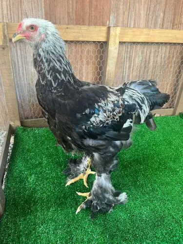 Frango Brahma Salmon