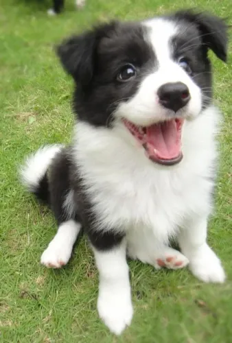 Cachorro filhote Border Collie super docil e pelagem densa