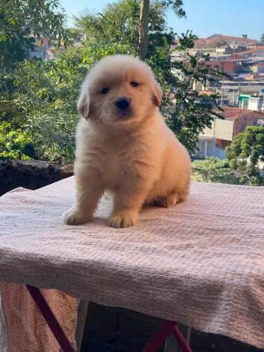 Filhote de Golden