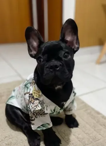 Roupa pet camisa praia