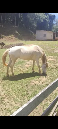Égua Mangalarga Marchadora Muito Mansa