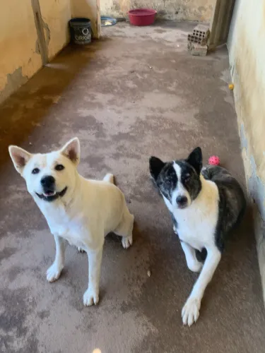 Doação Akitas fêmeas 
