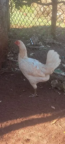 Galinha caipira