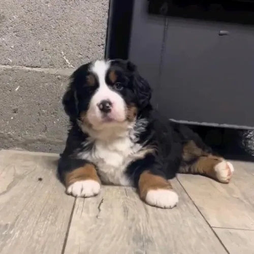 Filhotes de Bernese | Amor que transborda.