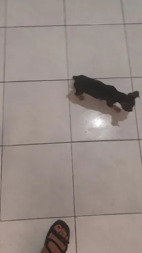 Venda de cachorros 
