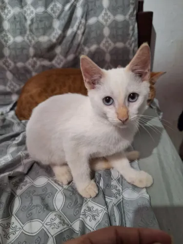 Doação gato filhote