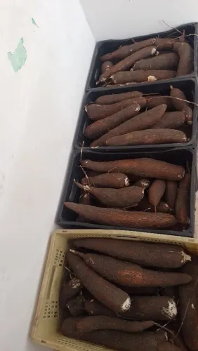 vende-se macaxeira 