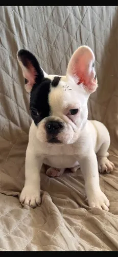 Filhote buldogue francês macho