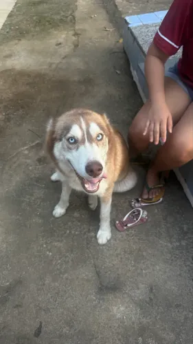 Vendo husky siberiano de 8 meses