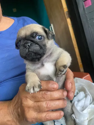 Pug Filhotinho pronto para conhecer seu futuro lar