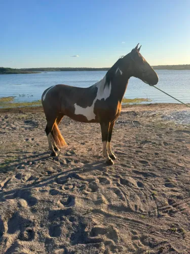 Cavalo