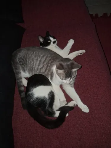 Gatos