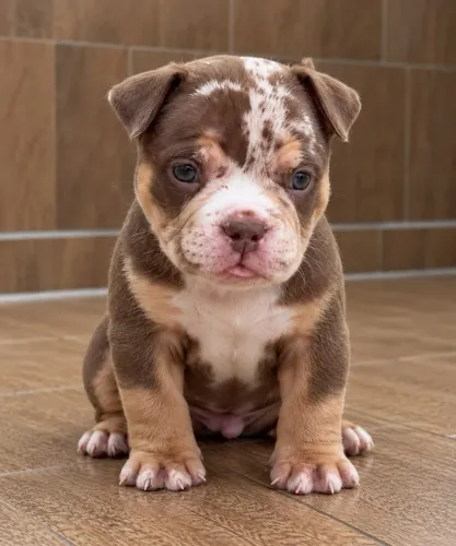 American Bully MICRO
