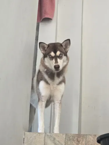 Cachorro De Raça