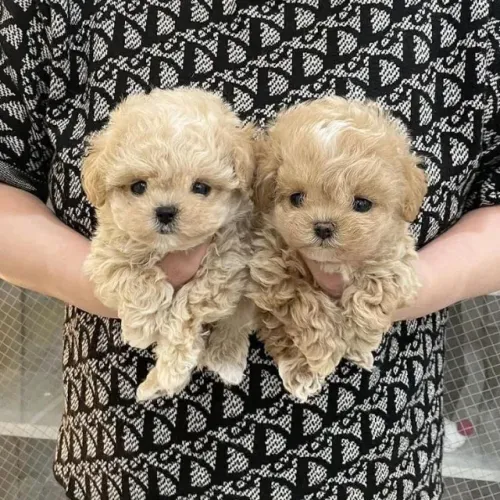 Poodle: carisma e simpatia em cada detalhe
