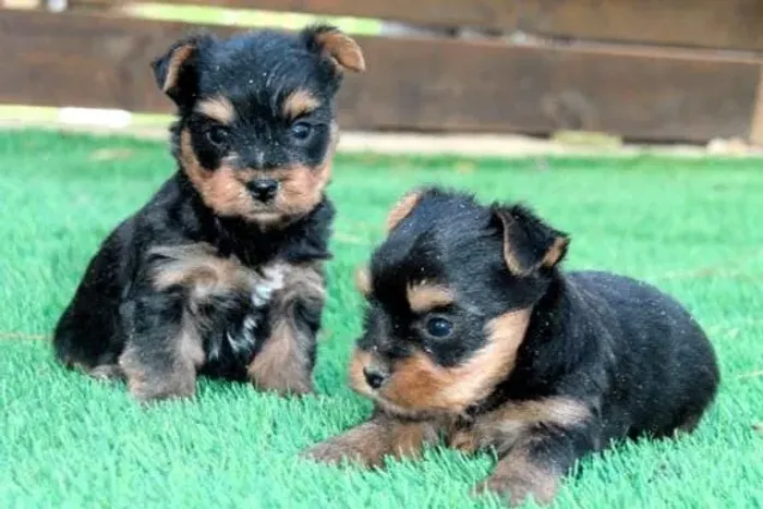 Yorkshire Terrier Mini Aqui Compra Melhor.