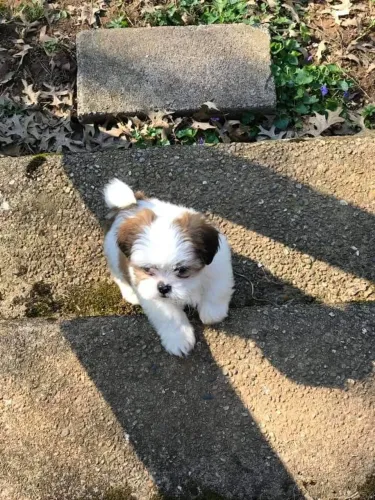 Shih Tzu brincalhão