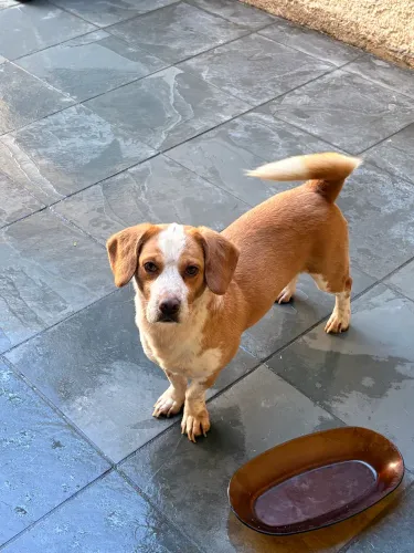 Doa-se Mini Beagle Mestiço