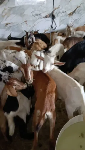 Cabras bodes cabritos em praia grande sp