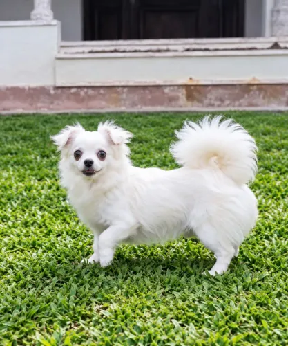Chihuahua  pelo longo