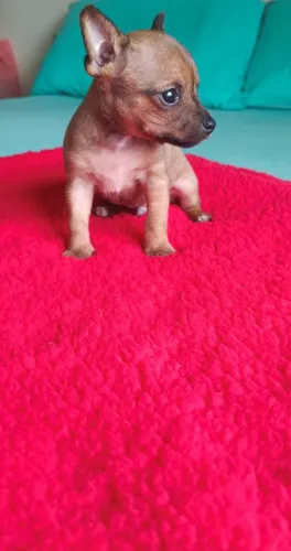 Pinscher machinho zero 