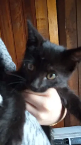 Doa-se gatos filhotes