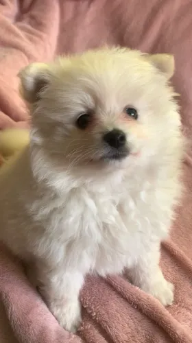 Spitz Alemão