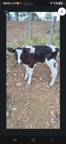 Bezerro gabiru