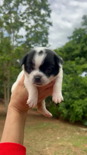 Chihuahua macho