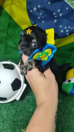 CHIHUAHUA pêlo longo e curto Black Tan preto e castanho machos e fêmeas