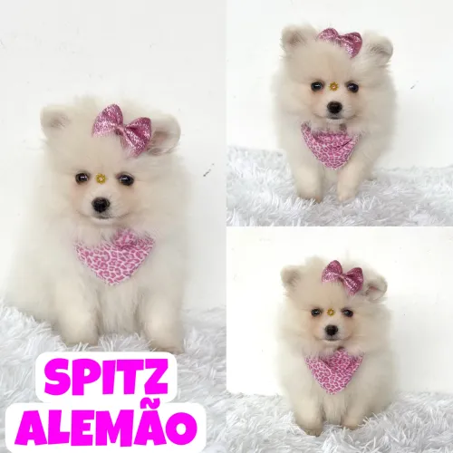 Linda Feminha de Spitz Alemão Anão aqui no Puppy Stop