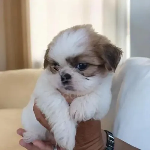 Lhasa Apso Filhotes Diversas Cores. 