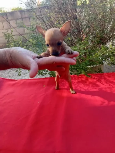 Pinscher 00 filhote pronto para nova casa