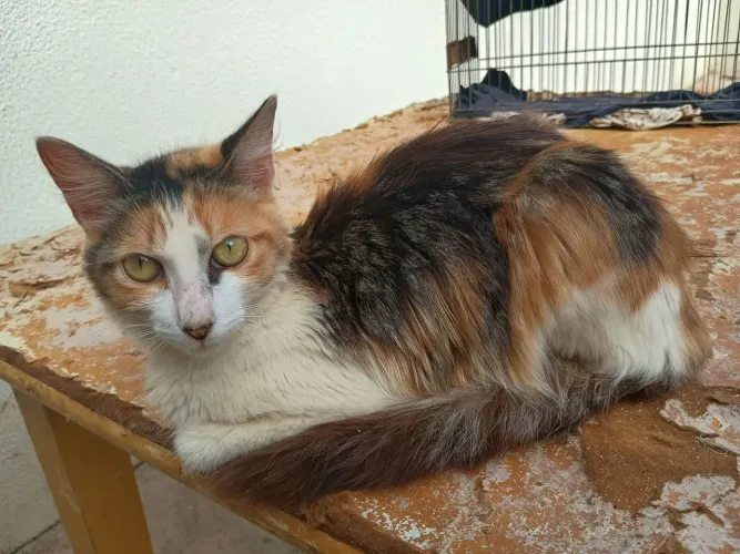 Gato fêmea tricolor doação 