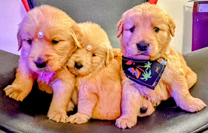 Maravilhosos Filhotes de Golden Retriever